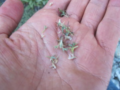Astragalus kentrophyta danaus