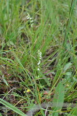 Spiranthes aestivalis
