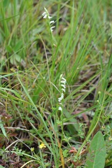 Spiranthes aestivalis