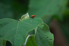 Clerodendrum villosum