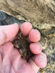 Paragrapsus quadridentatus