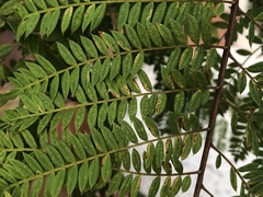 Phytoliriomyza jacarandae