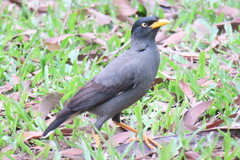 Acridotheres javanicus