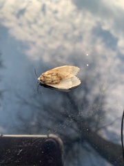 Lymantria dispar dispar