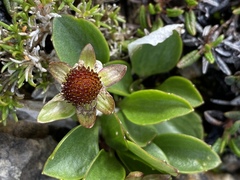 Oxygraphis glacialis