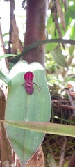 Pleurothallis linguifera