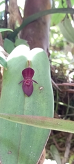 Pleurothallis linguifera