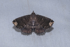 Adrapsa quadrilinealis