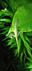 Anolis fitchi