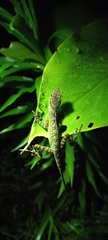 Anolis fitchi