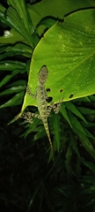 Anolis fitchi