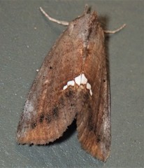 Hypsoropha hormos