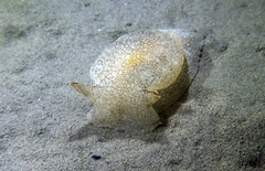 Pleurobranchaea meckeli