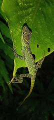 Anolis fitchi