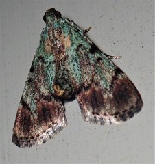 Epipaschia superatalis