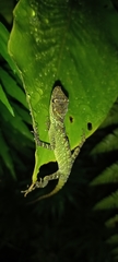Anolis fitchi