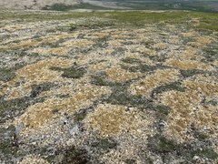 Oxygraphis glacialis