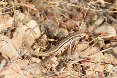 Ophisops elegans elegans