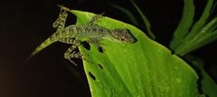 Anolis fitchi