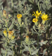 Heterotheca utahensis