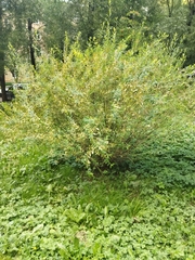 Salix purpurea