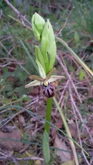 Ophrys sphegodes passionis