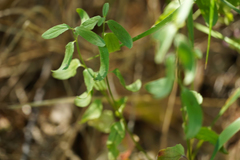 Scutellaria californica