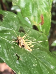 Akanthomyces tuberculatus