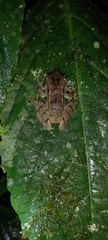 Pristimantis appendiculatus