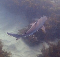 Carcharhinus obscurus