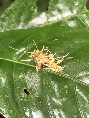 Akanthomyces tuberculatus
