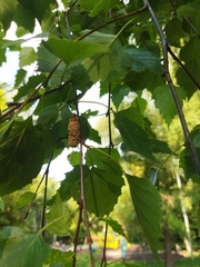 Betula pendula