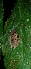 Pristimantis appendiculatus