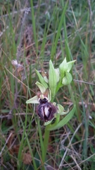 Ophrys sphegodes passionis
