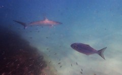 Carcharhinus obscurus