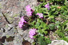 Primula integrifolia