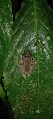Pristimantis appendiculatus