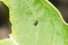 Encyrtinae