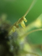 Akanthomyces tuberculatus