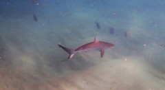 Carcharhinus obscurus