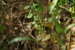 Scutellaria californica