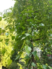 Betula pendula