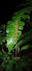 Anolis aequatorialis