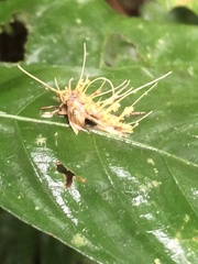 Akanthomyces tuberculatus