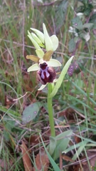 Ophrys sphegodes passionis