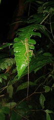 Anolis aequatorialis
