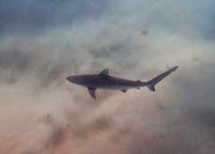 Carcharhinus obscurus