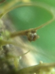 Akanthomyces tuberculatus