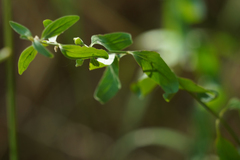 Scutellaria californica