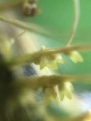 Akanthomyces tuberculatus